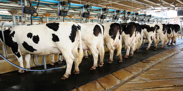 Closed loop control of the vacuum milking systems using a drive saves energy
